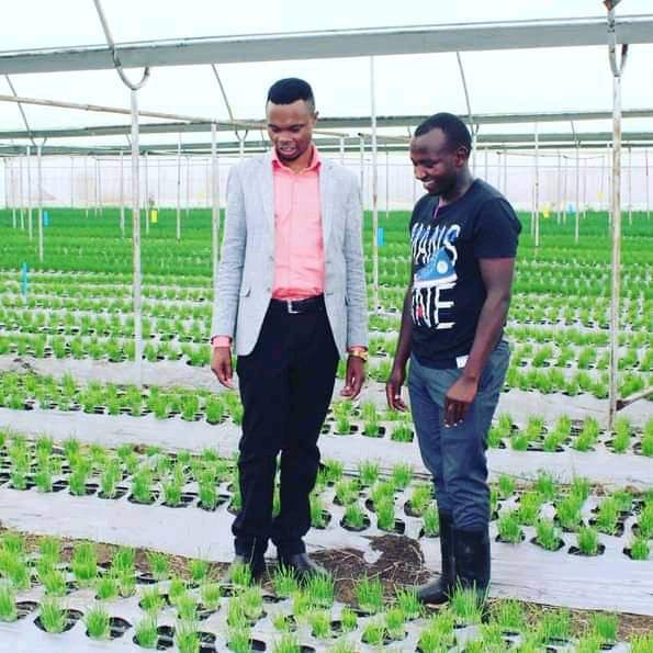 Chives Farming in Greenhouses in Kenya | Profitable Herb Production with Goko Horticulture
