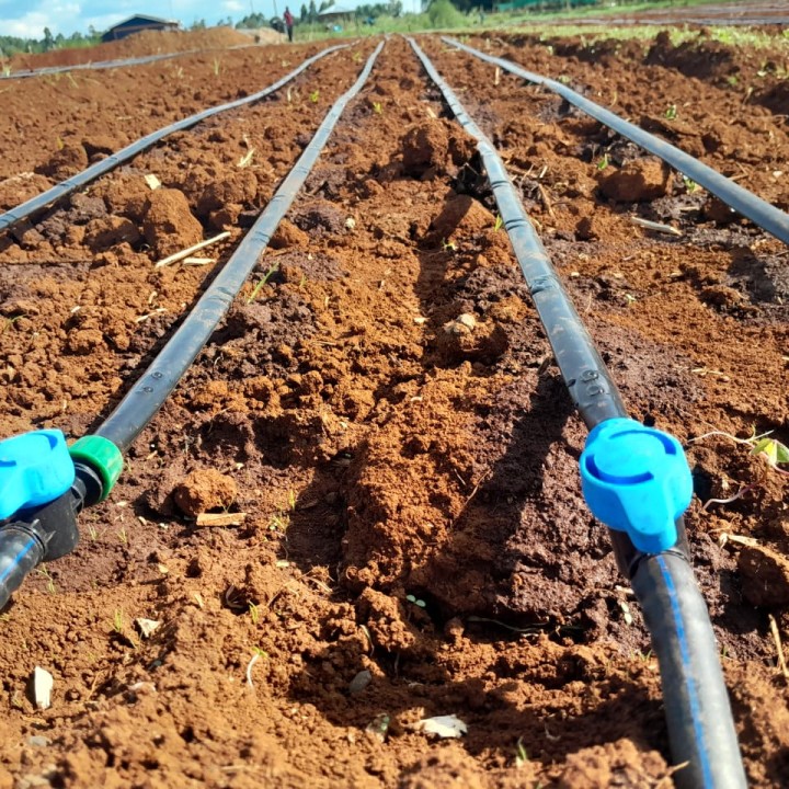 Dripline Installation